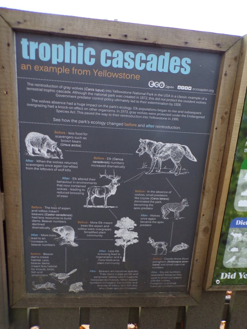 Yellowstone wolf signage