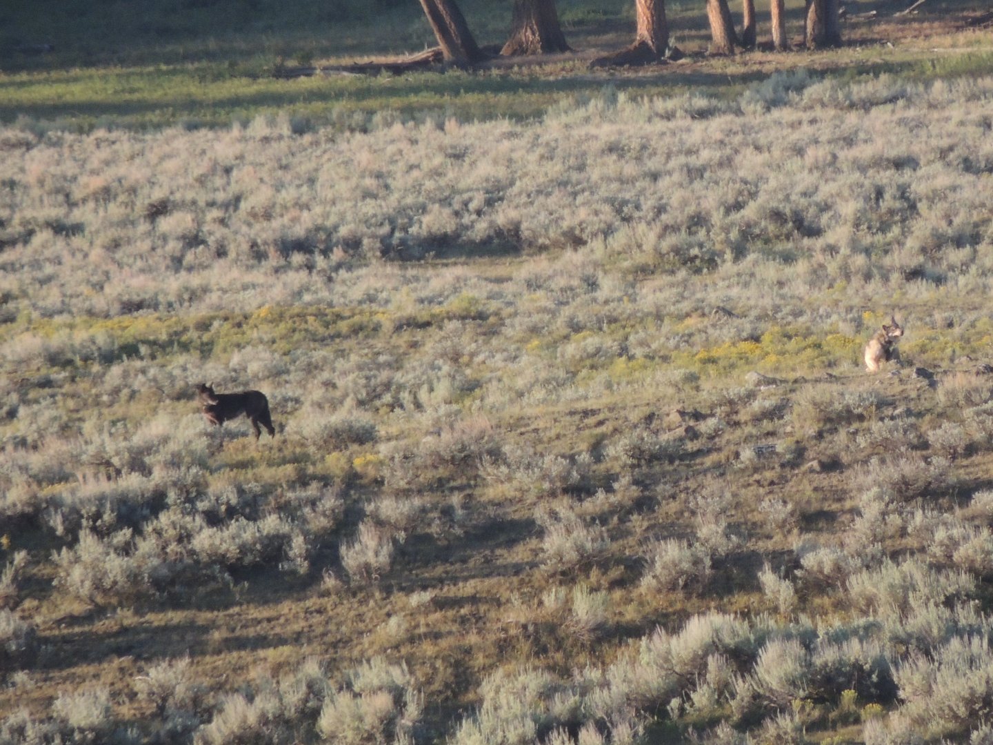 yellowstone wolves