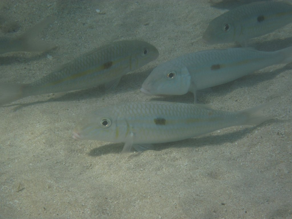 Yellowstripe Goatfish (Mulloidichthys flavolineatus)