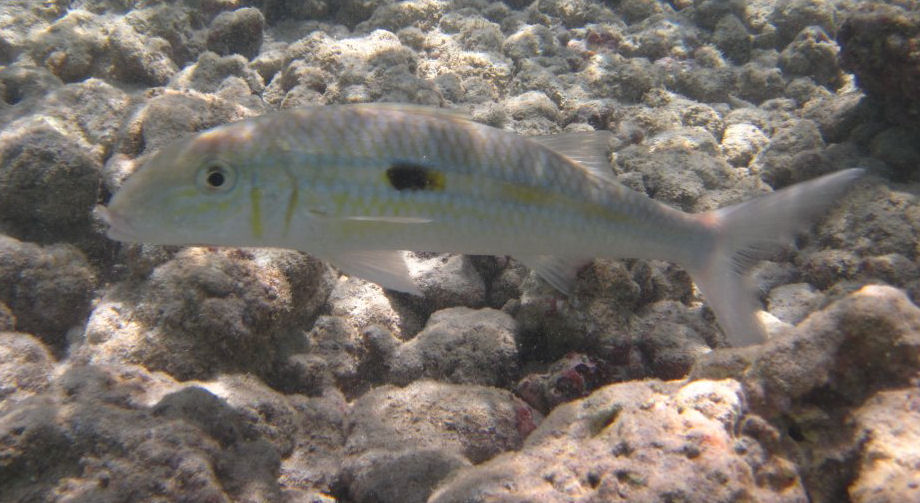 Yellowstripe Goatfish (Mulloidichthys flavolineatus)