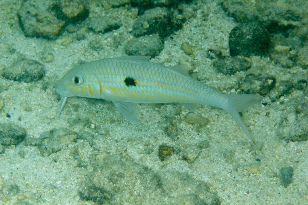 Yellowstripe Goatfish (Mulloidichthys flavolineatus)