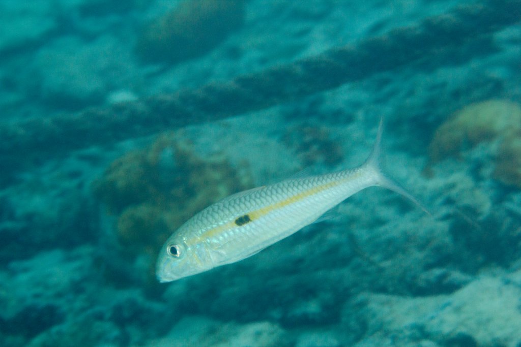 Yellowstripe Goatfish (Mulloidichthys flavolineatus)
