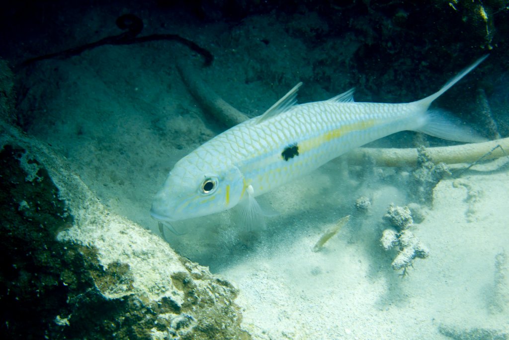 Yellowstripe Goatfish