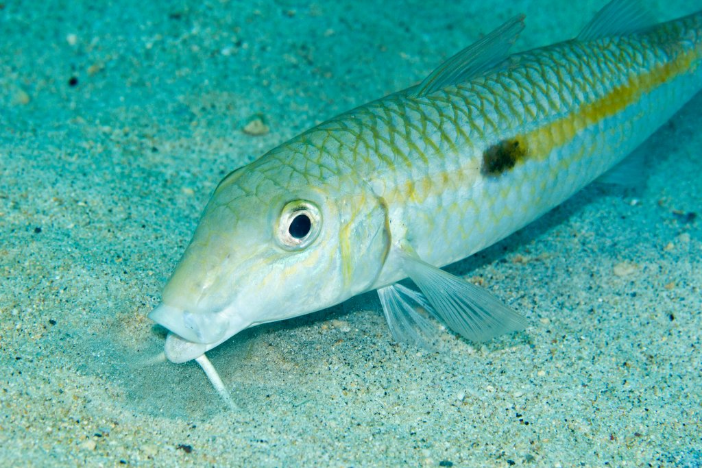 Yellowstripe Goatfish