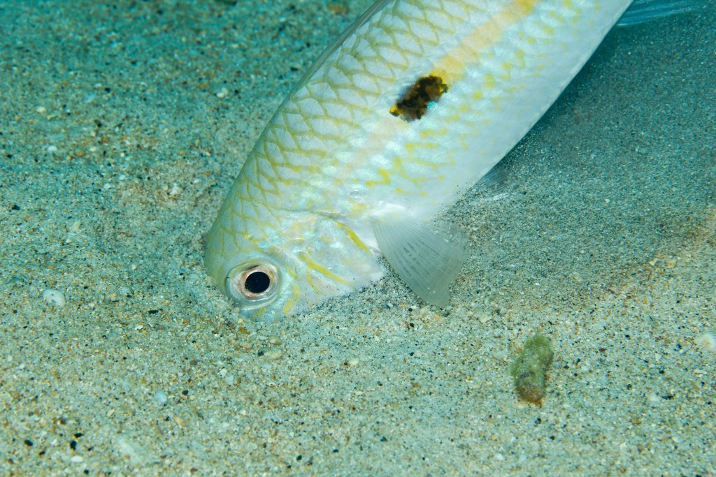 Yellowstripe Goatfish