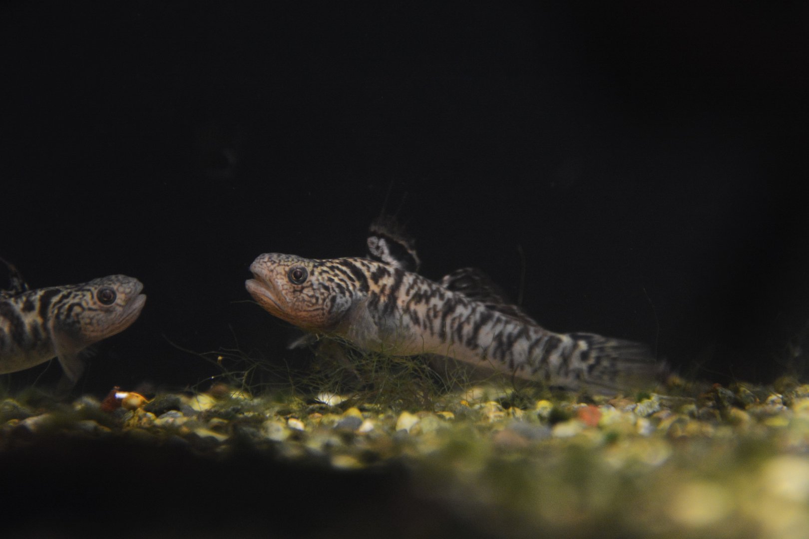 Yellowstripe goby (Mugilogobius chulae)