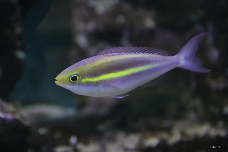yellowstripe threadfin bream (Pentapodus aureofasciatus)