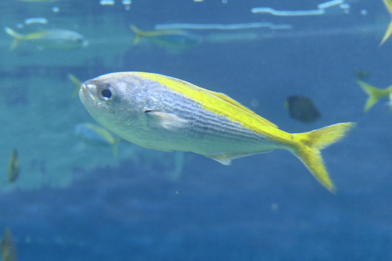 Yellowstriped Butterfish (Labracoglossus argentiventris)