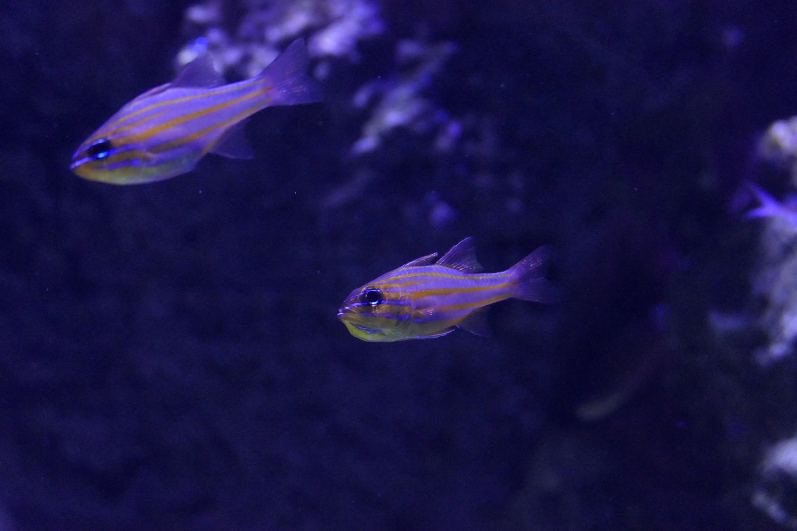 Yellowstriped Cardinalfish (Ostorhinchus chrysotaenia)