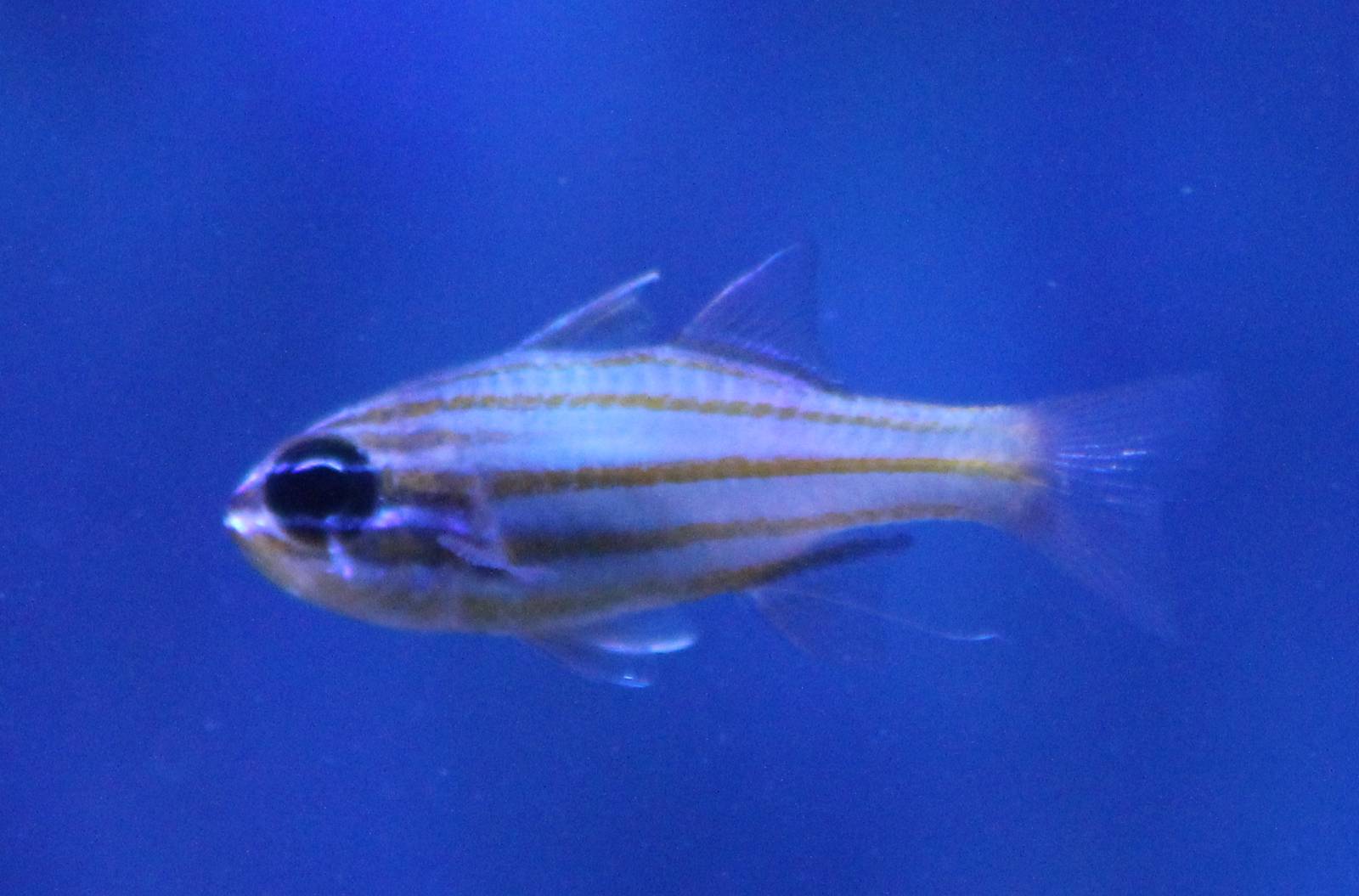 Yellowstriped cardinalfish