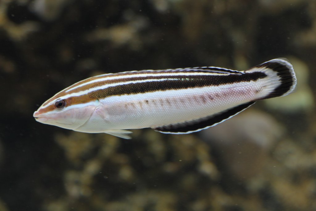 Yellowstriped Coris