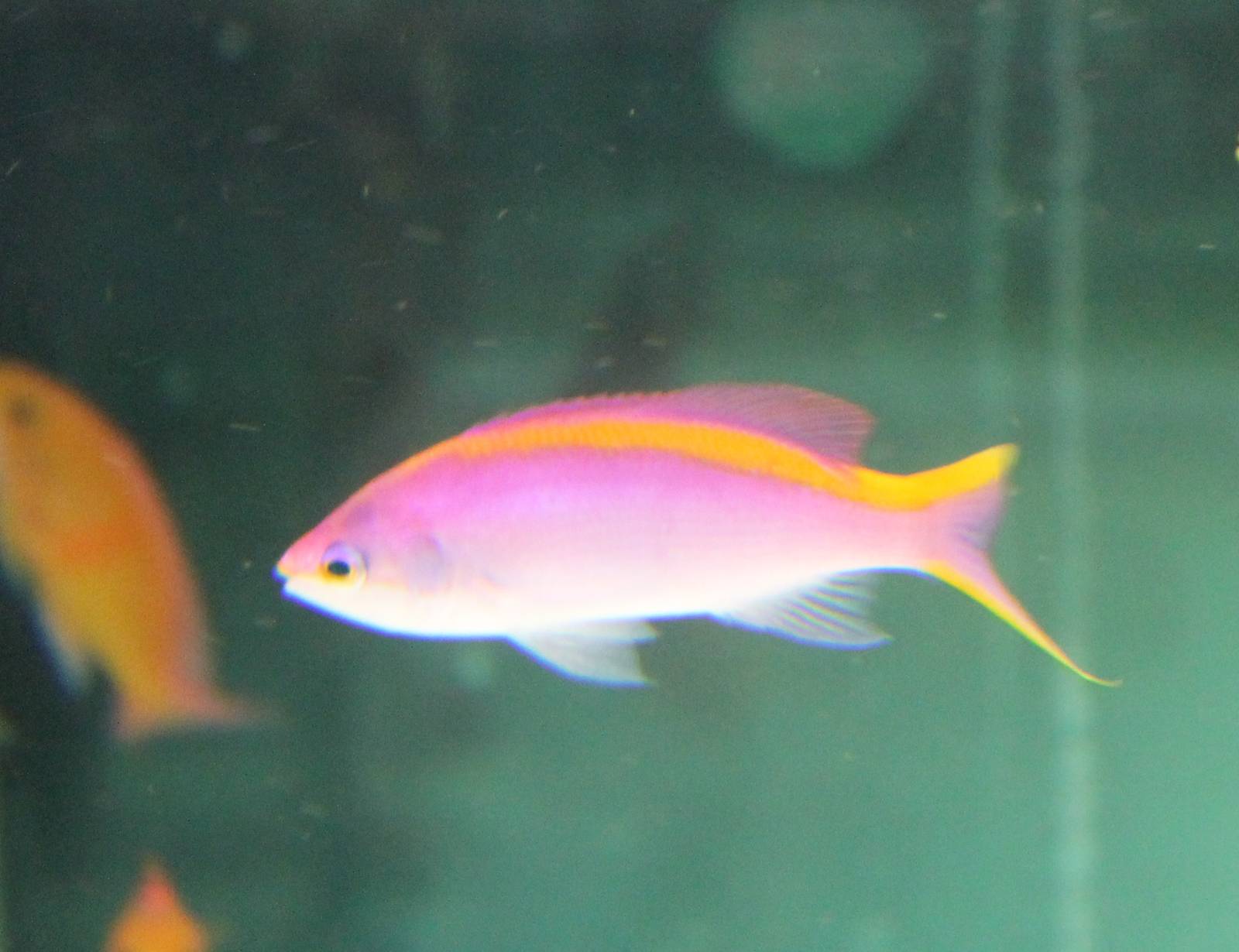 Yellowstriped fairy basslet (Pseudanthias tuka)