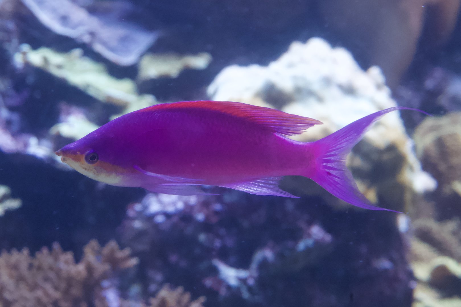 Yellowstriped Fairy Basslet/ Pseudanthias tuka