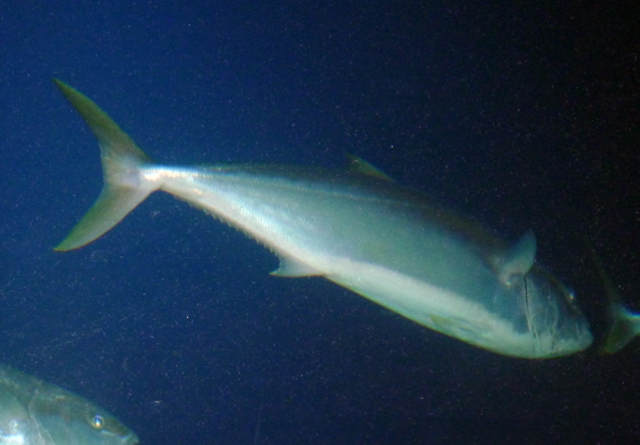 Yellowtail amberjack (Seriola lalandi)