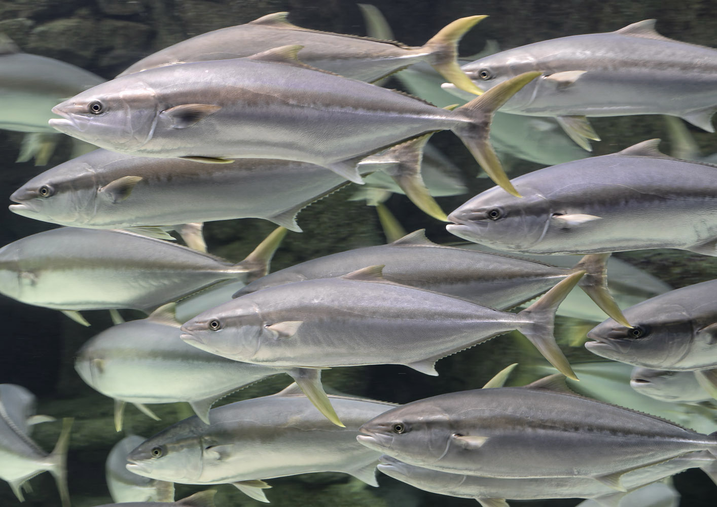 Yellowtail amberjack shoal