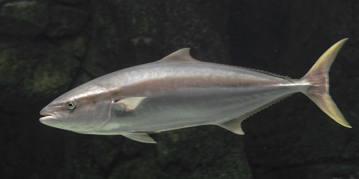 Yellowtail amberjack