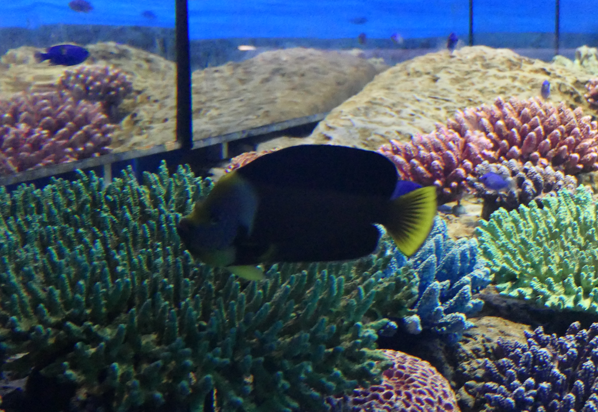 Yellowtail Angelfish (Chaetodontoplus personifer)