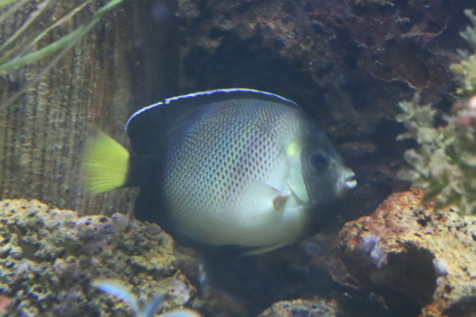 Yellowtail Angelfish