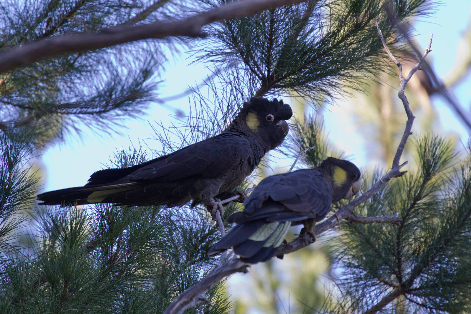 Yellowtail Black Cockatoo pair