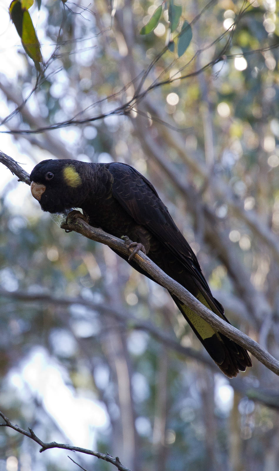 Yellowtail Black Cockatoo