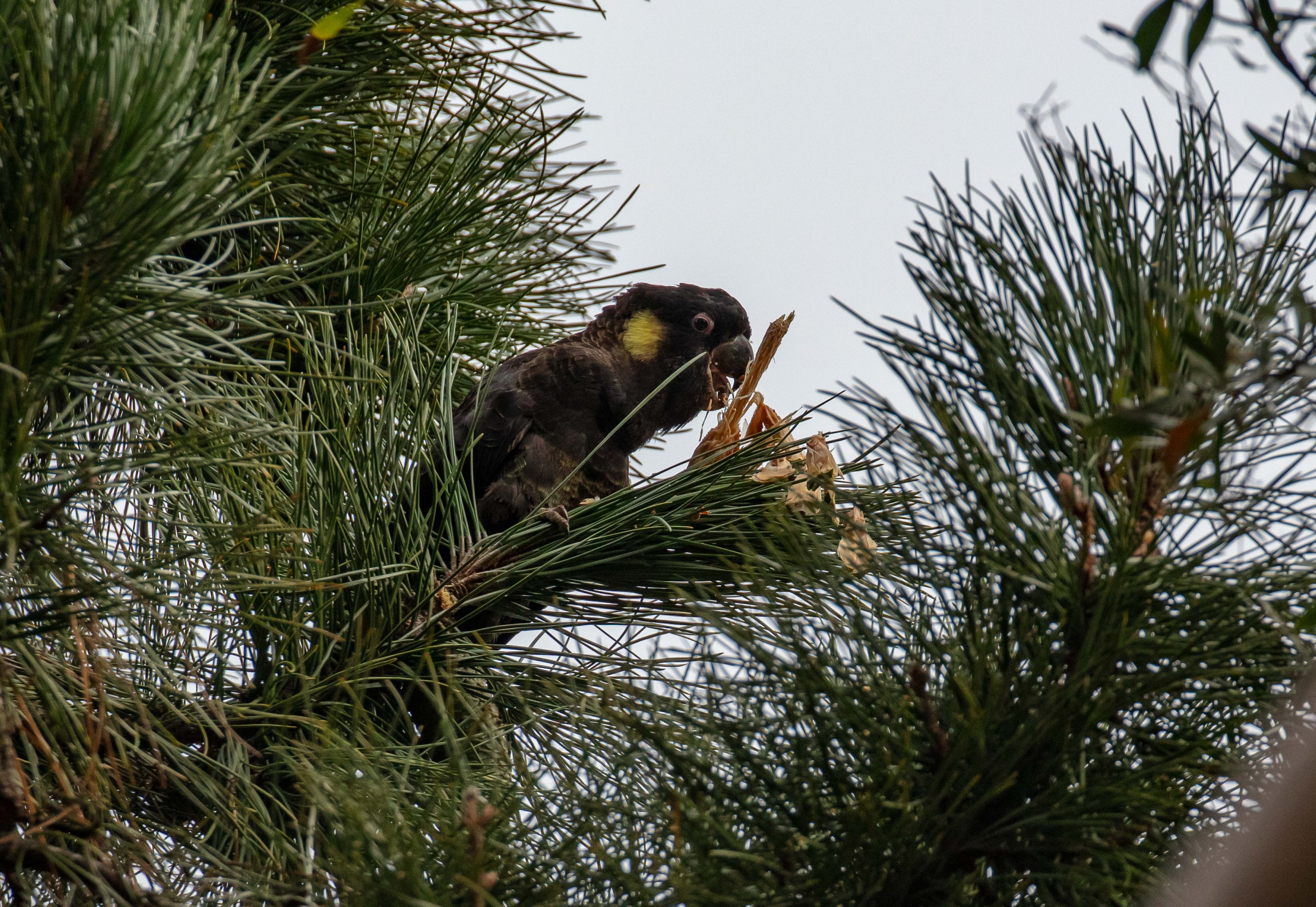 Yellowtail Black Cockatoo