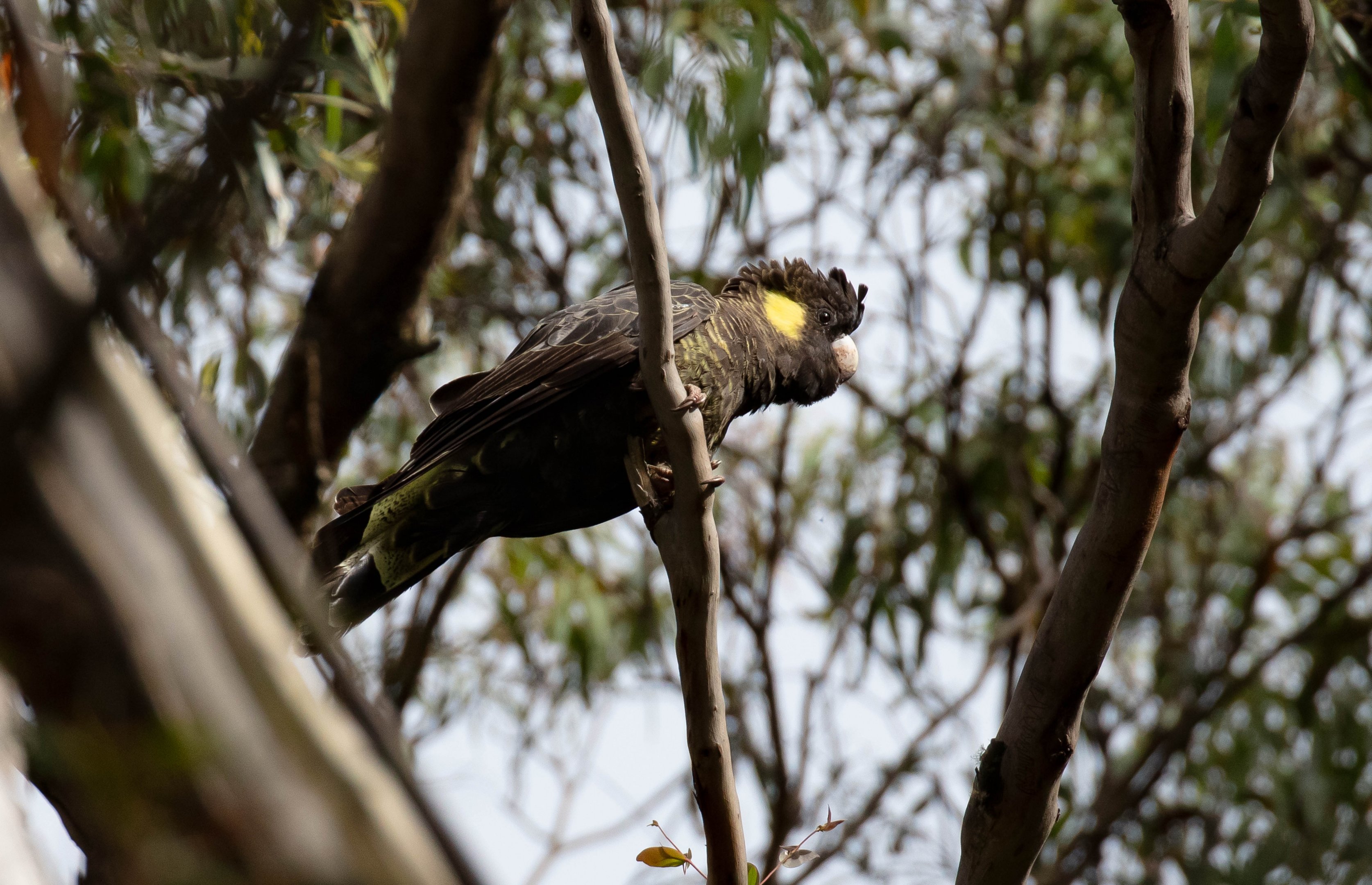 Yellowtail Black Cockatoo