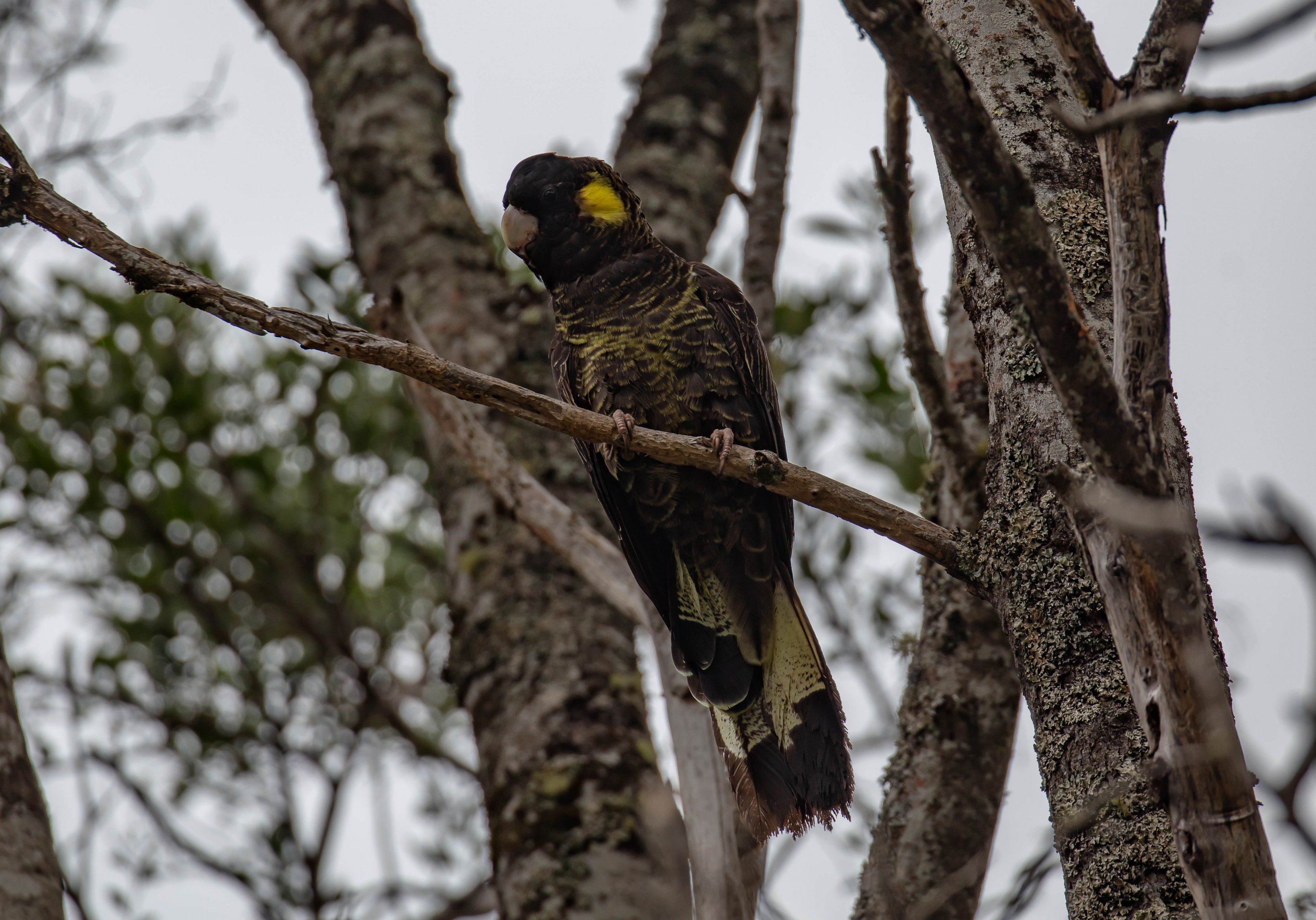 Yellowtail Black Cockatoo