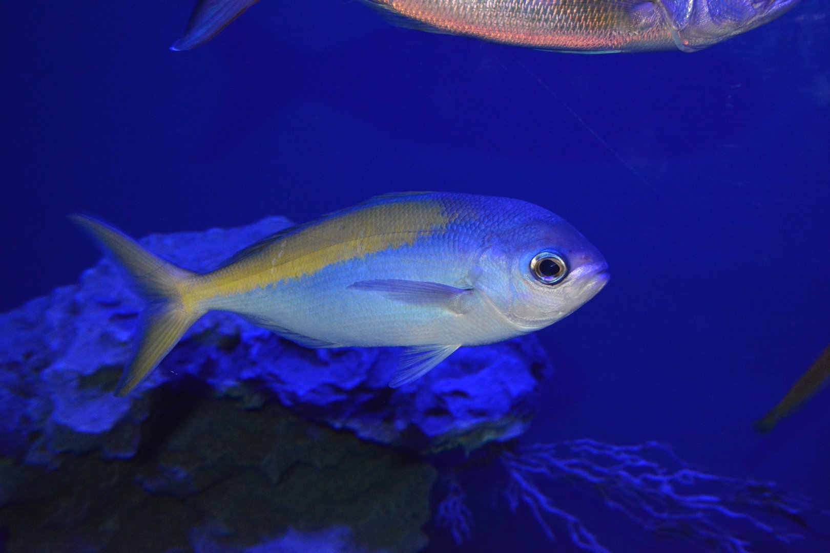 Yellowtail blue snapper (Paracaesio xanthura)