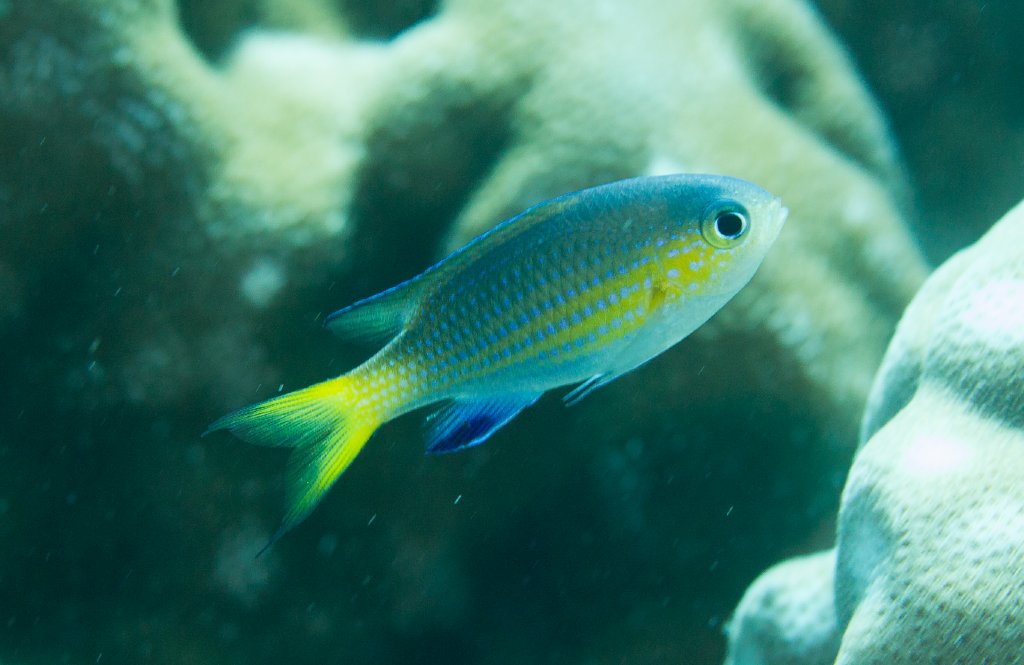 Yellowtail Chromis