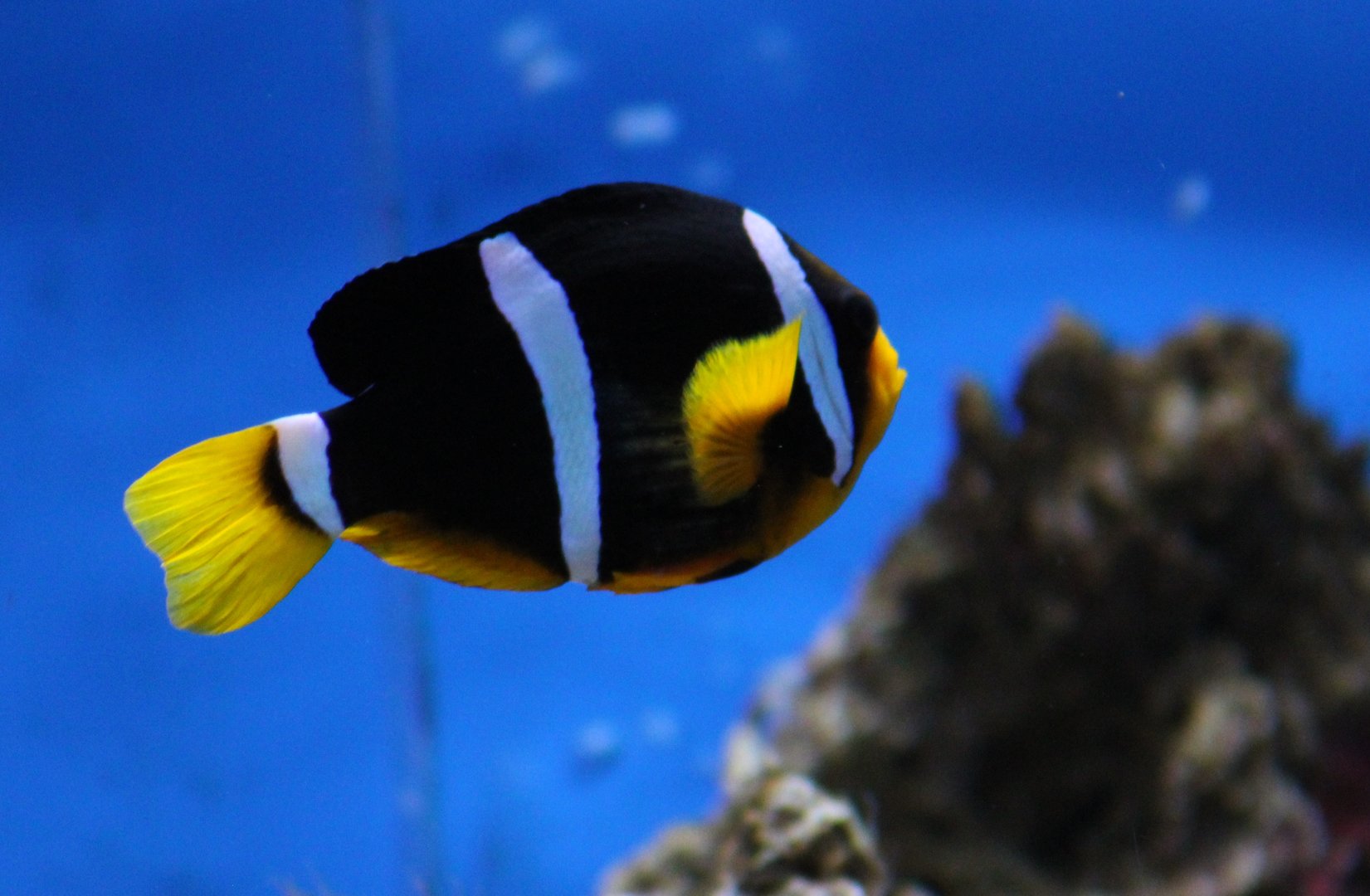 Yellowtail clownfish - Amphiprion clarckii