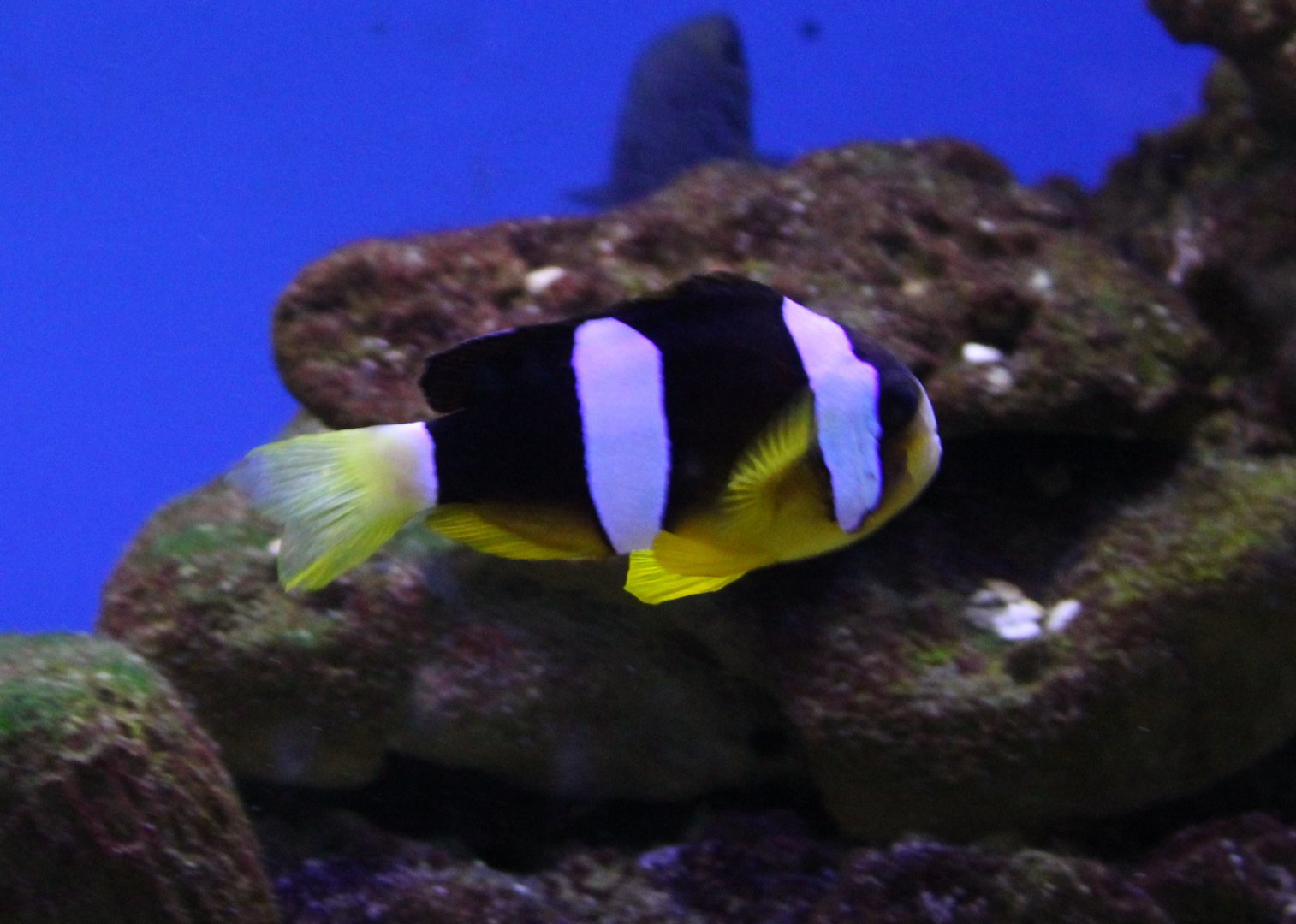 Yellowtail clownfish - Amphiprion clarkii