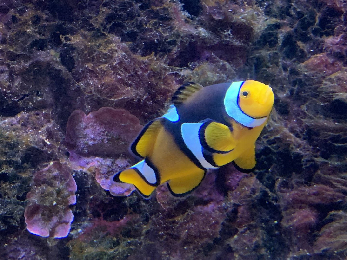 Yellowtail clownfish