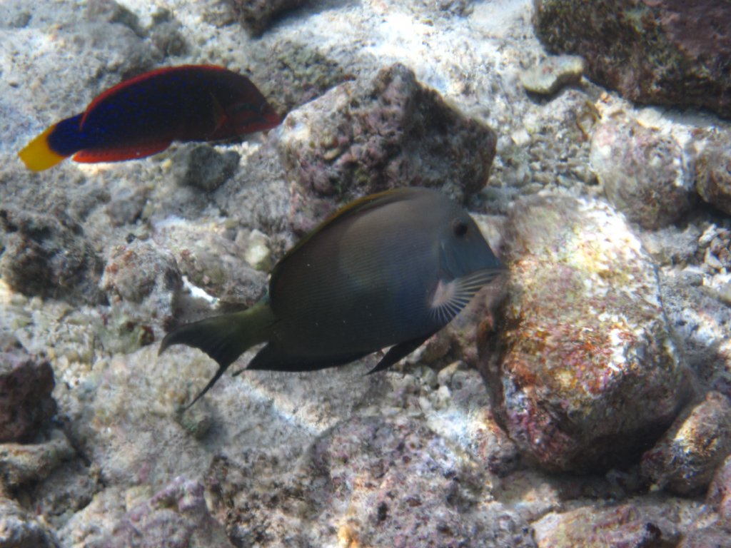 Yellowtail Coris and Brown Surgeonfish