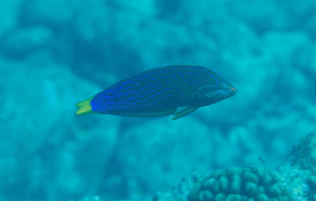 Yellowtail Coris (Coris gaimard)