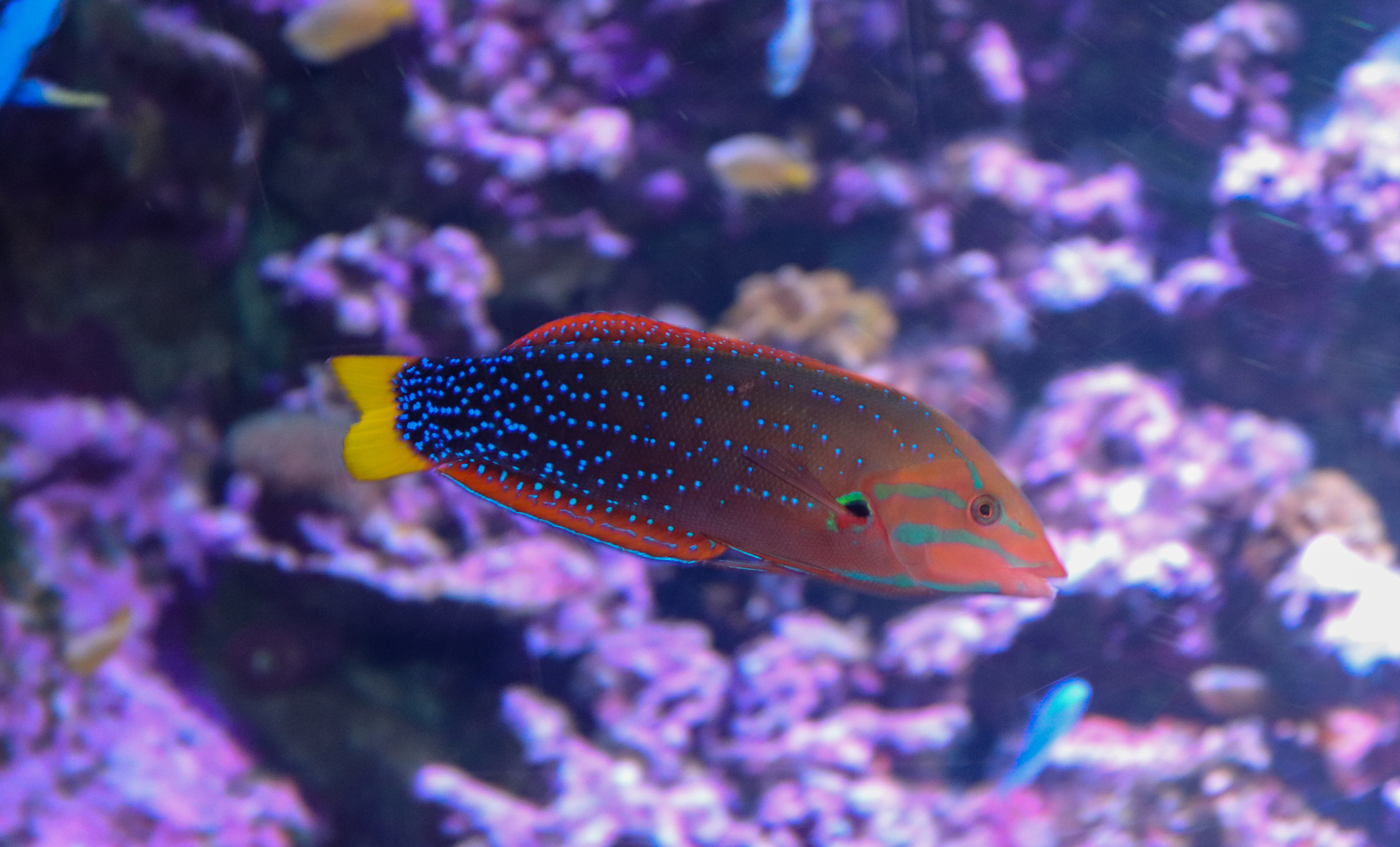 Yellowtail Coris (Coris gaimard)