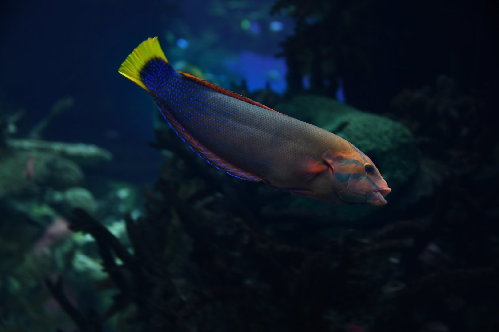 Yellowtail Coris, Coris gaimard