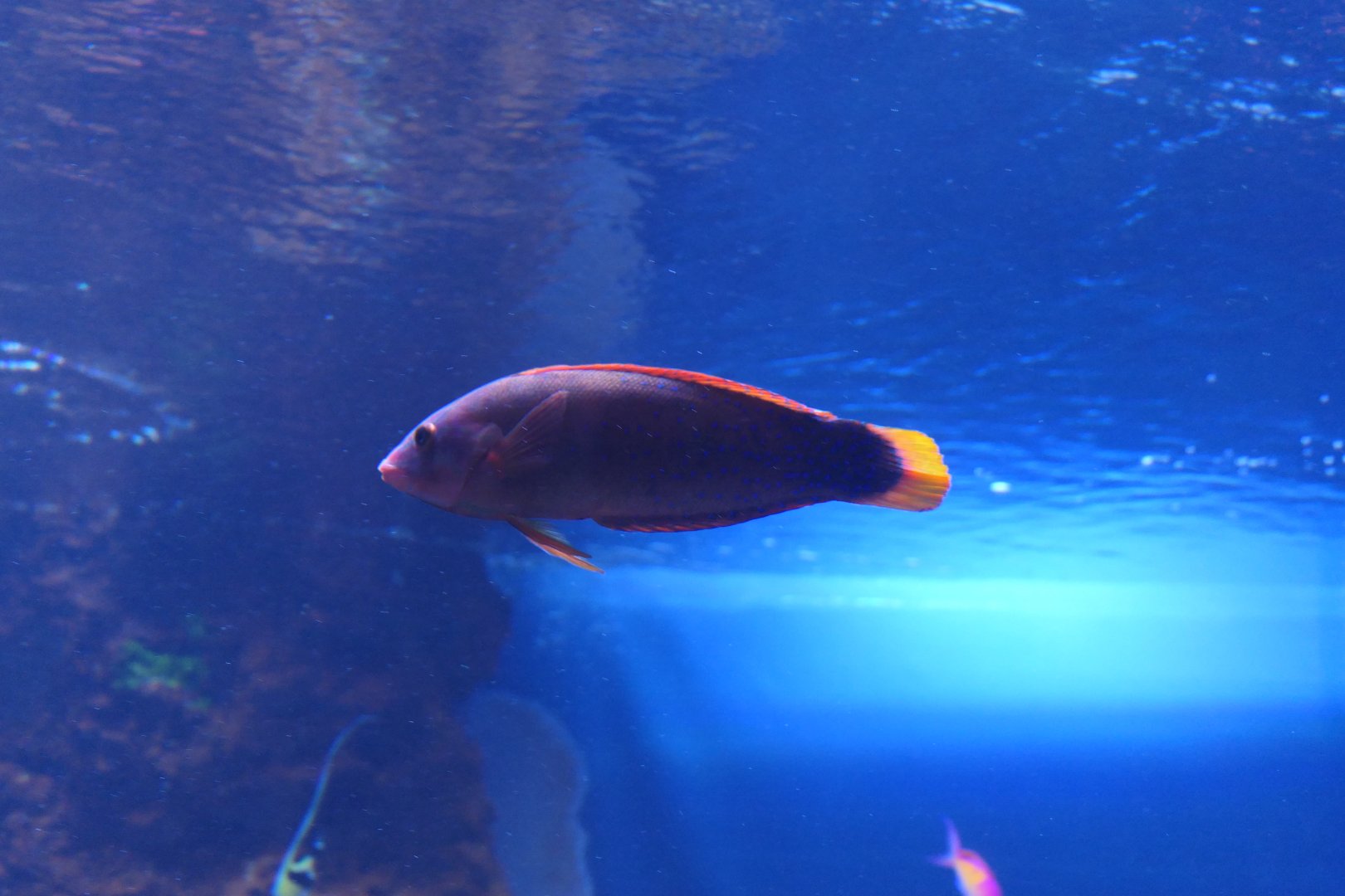 Yellowtail Coris (Coris gaimard)