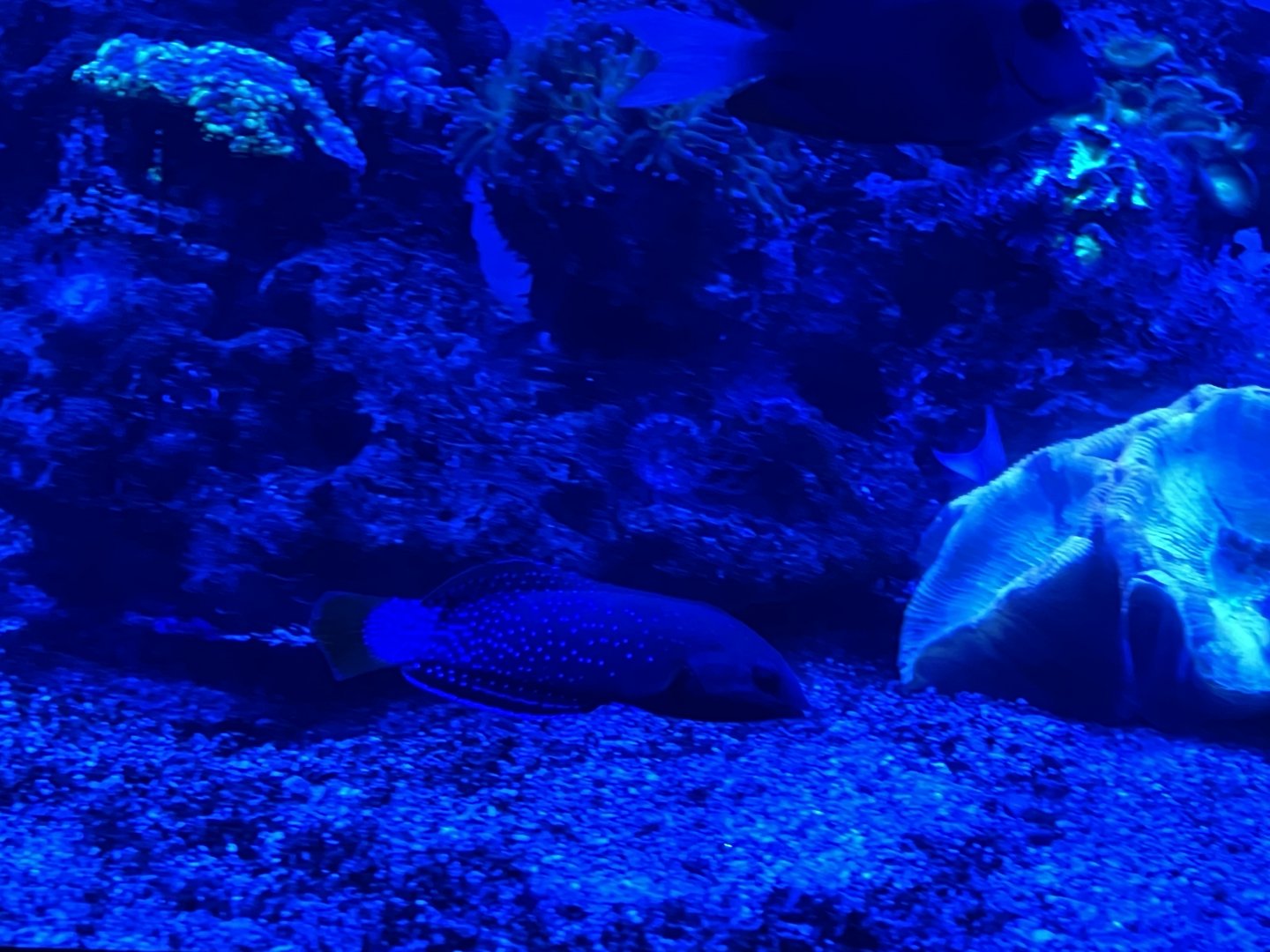 yellowtail coris (coris gaimard)