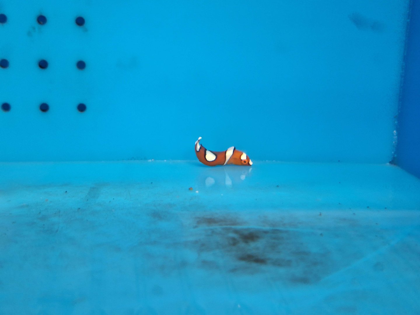 Yellowtail Coris juvenile (Coris gaimard)