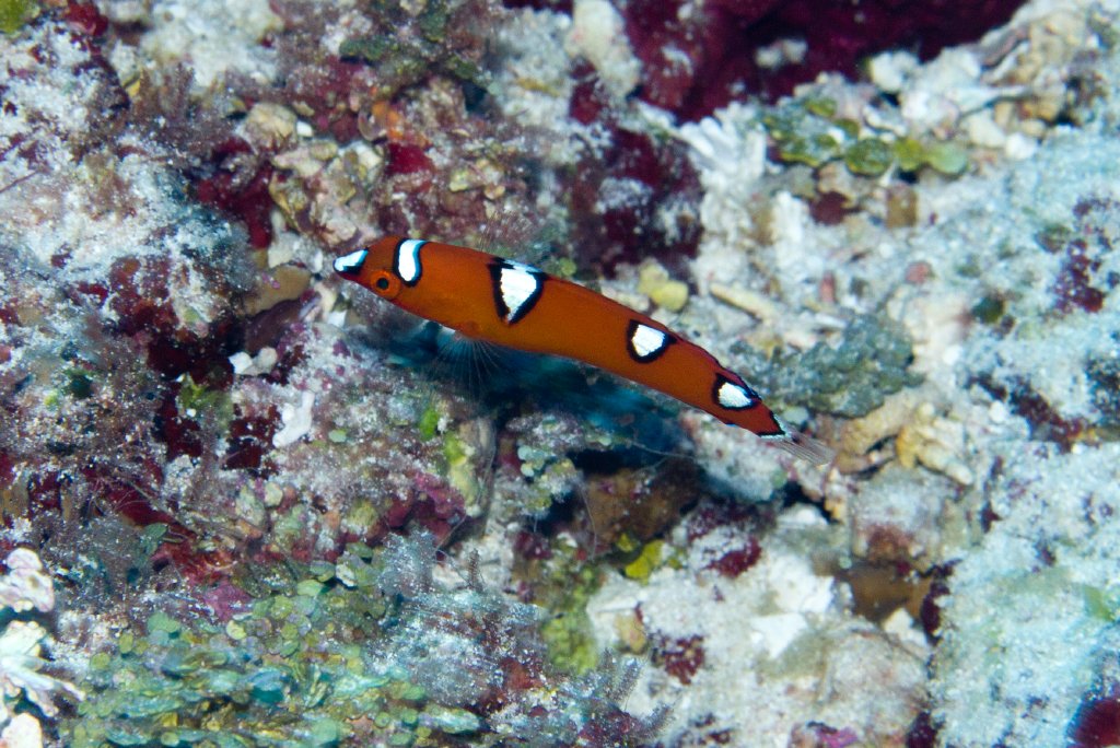 Yellowtail Coris juvenile (Coris gaimardi)