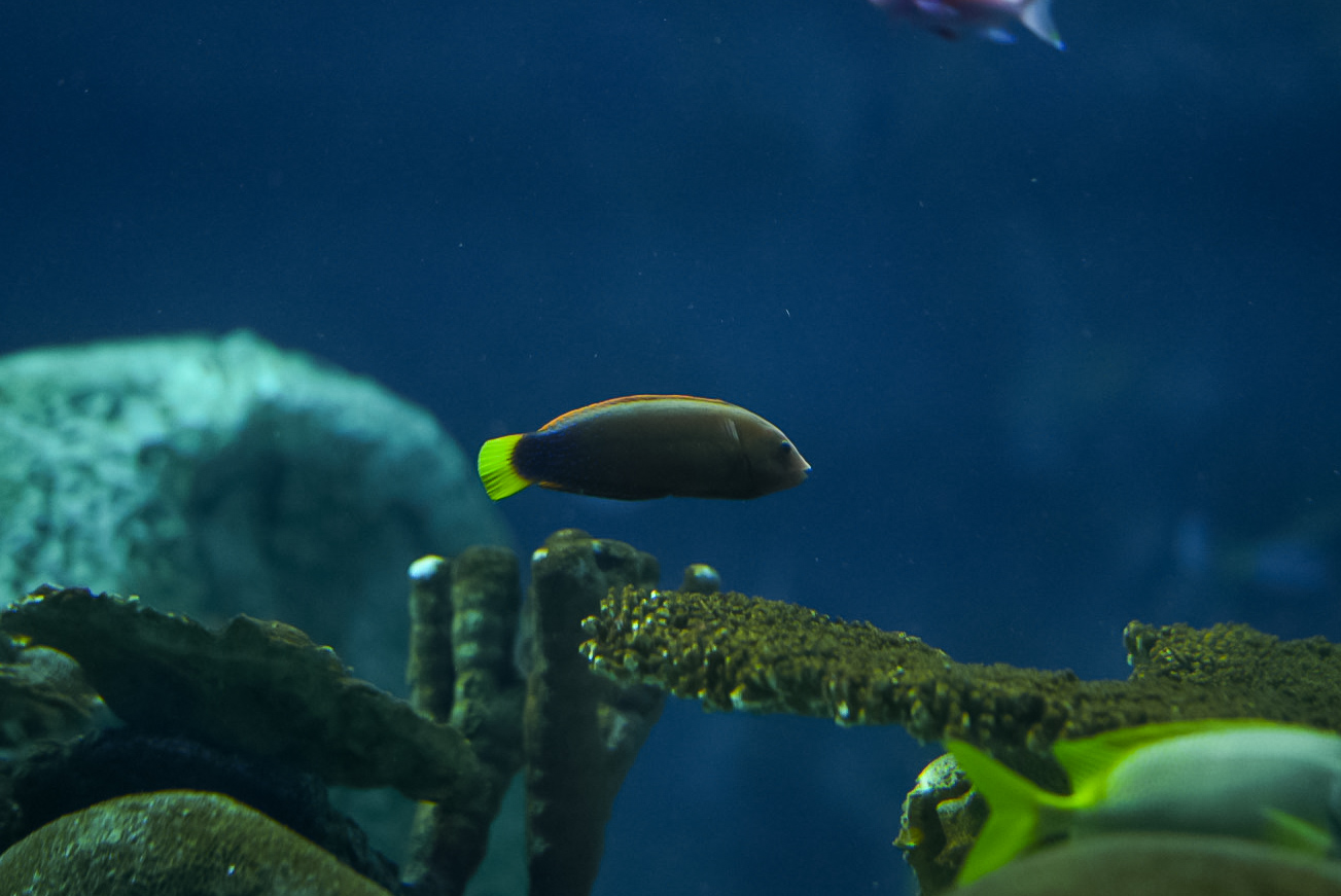 Yellowtail Coris Wrasse