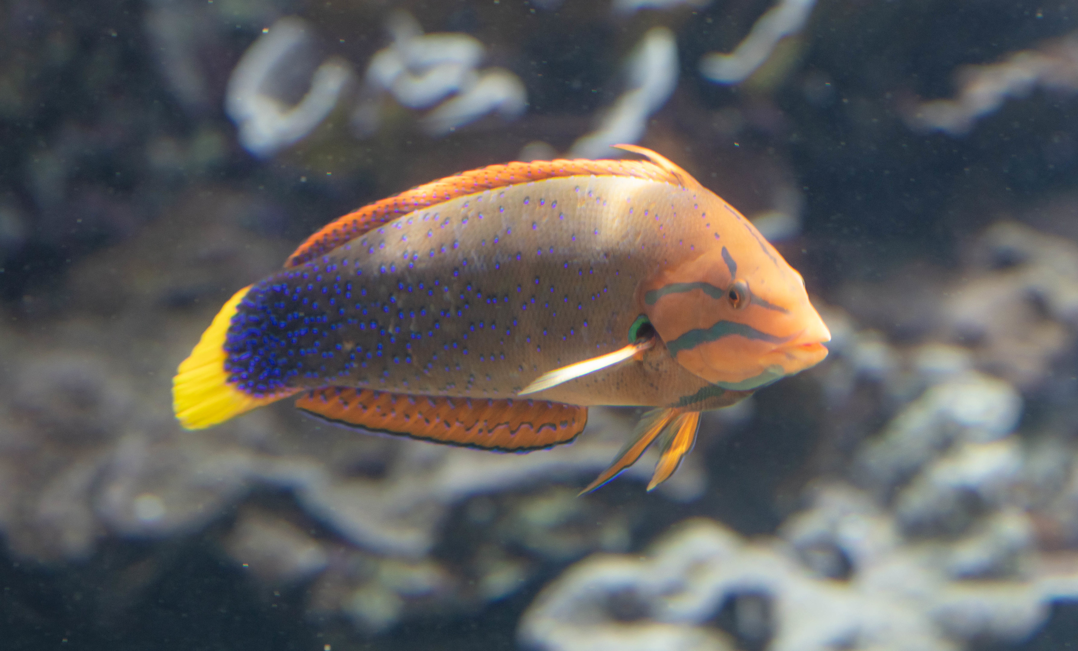 Yellowtail Coris