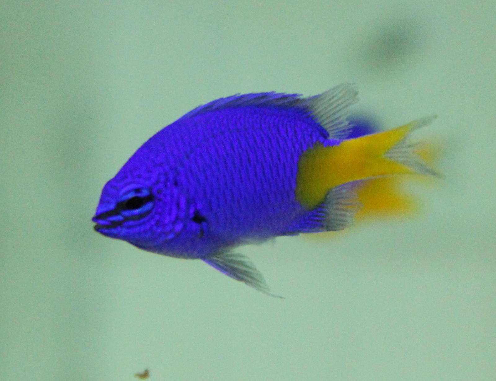 Yellowtail damsel - Chrysiptera parasema