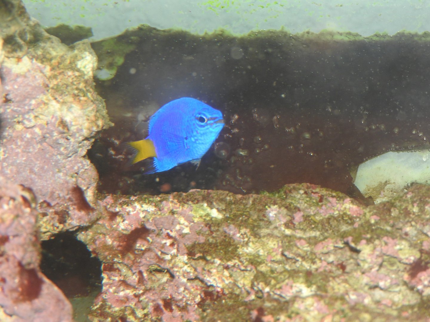 Yellowtail Damsel