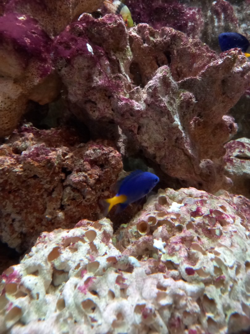 Yellowtail Damselfish