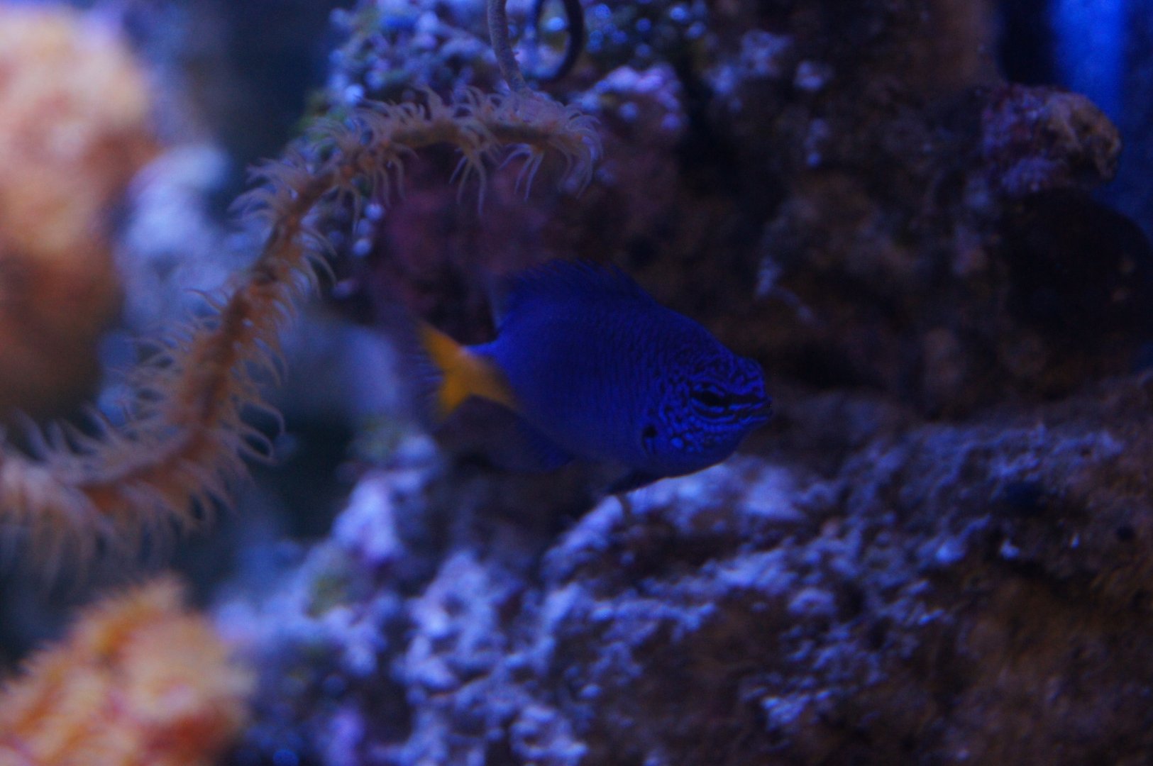 Yellowtail Damselfish