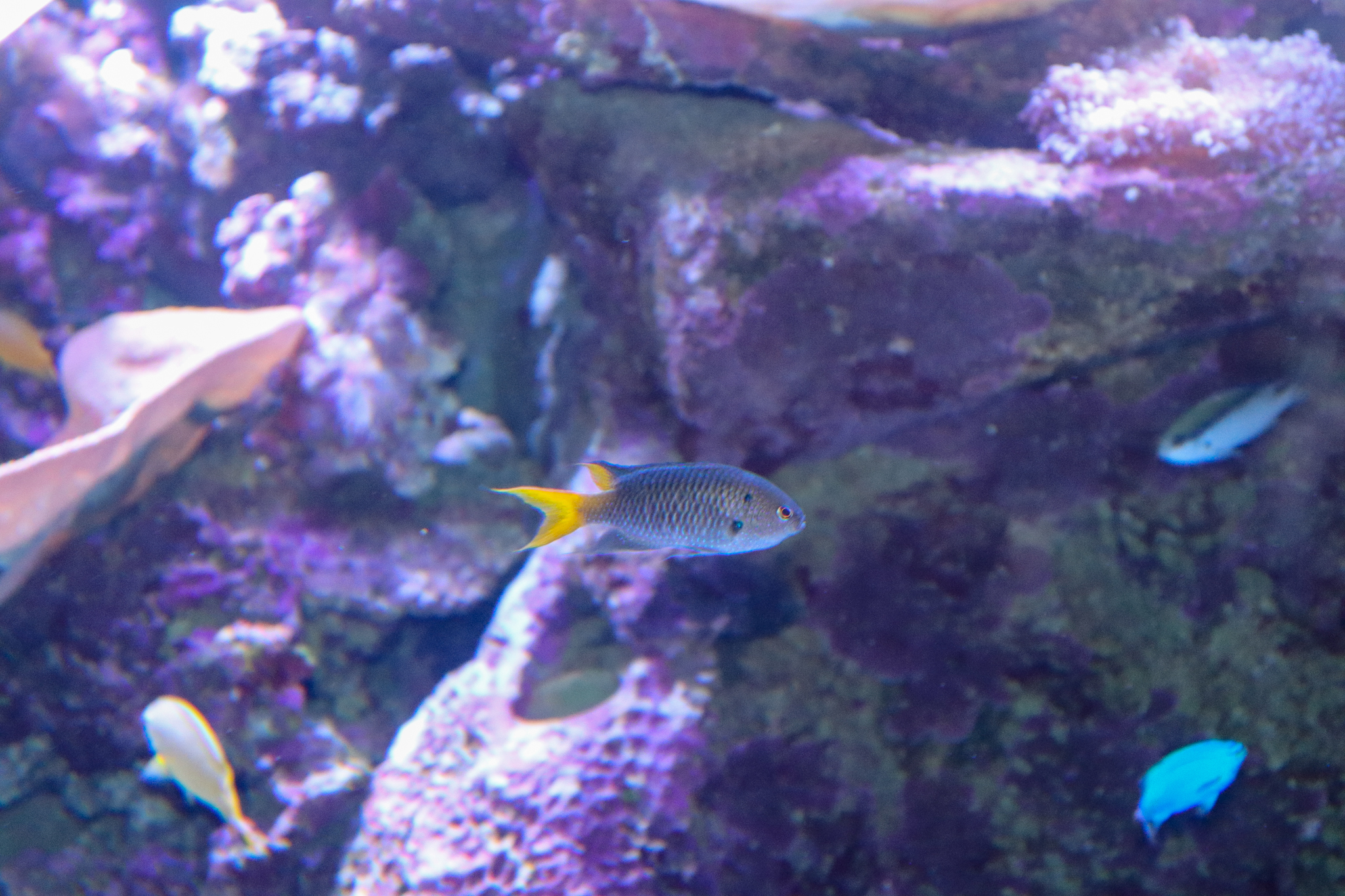 Yellowtail Demoiselle (Neopomacentrus azysron)