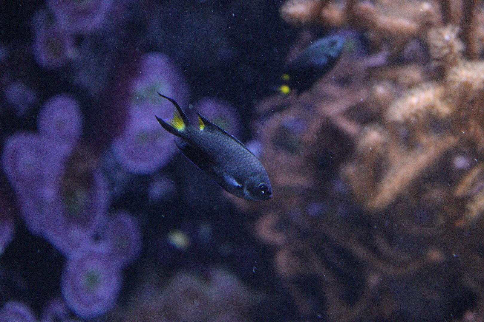 Yellowtail Demoiselle