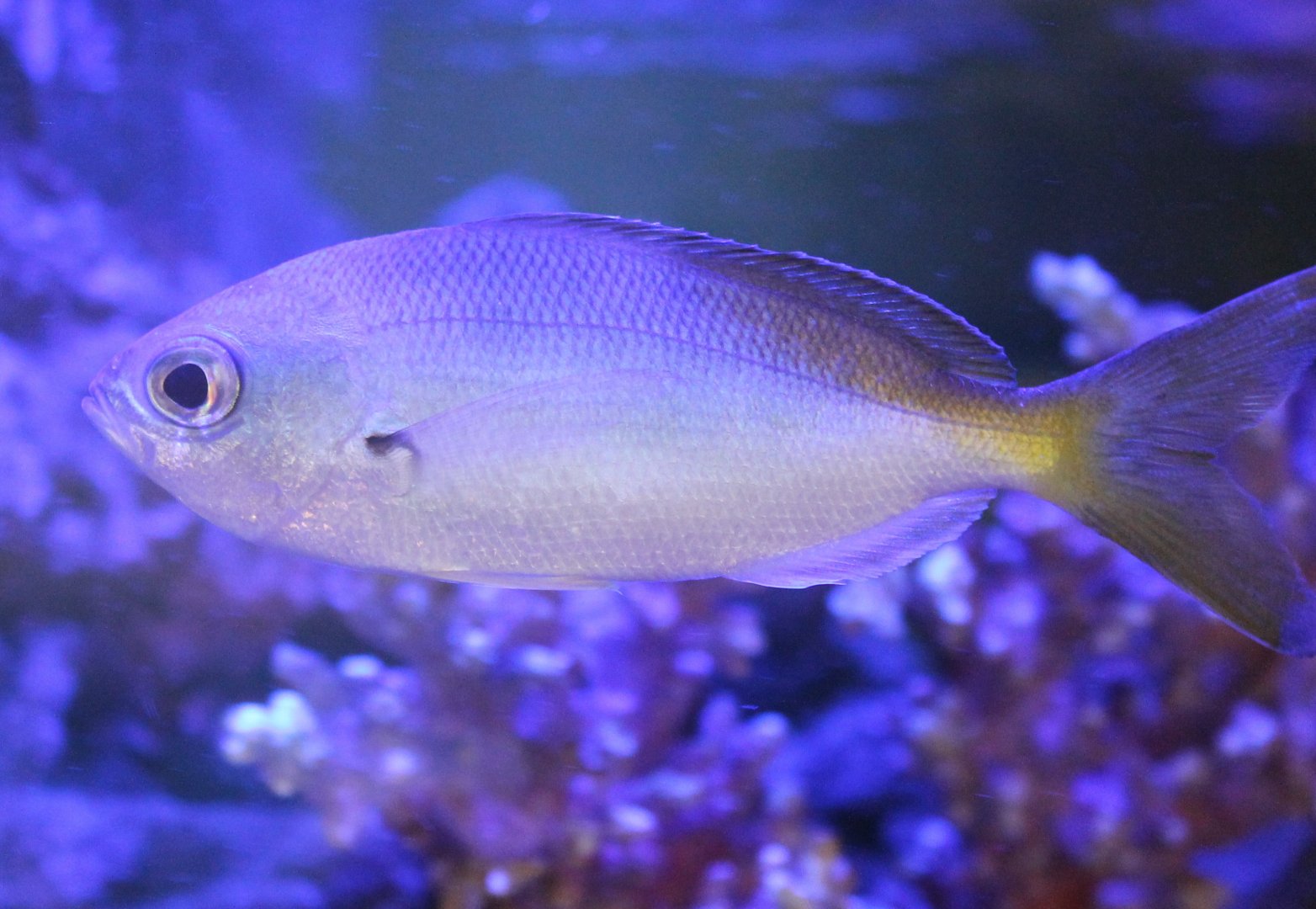 Yellowtail fusilier - Caesio cuning