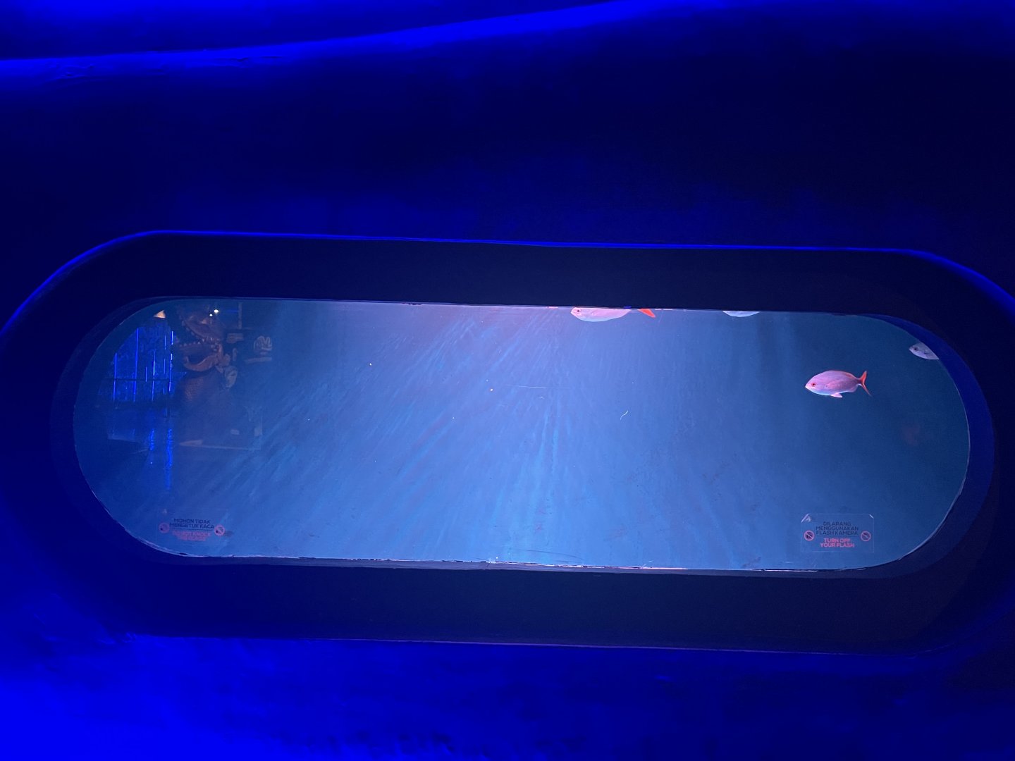 yellowtail fusilier tank